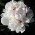 Valgeõieline pojeng Paeonia lactiflora 'Nick Shaylor'